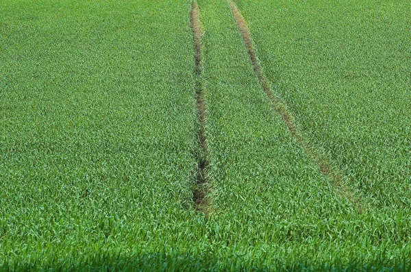 Blick Auf Maisfeld Landwirtschaftliches Konzept — Stockfoto