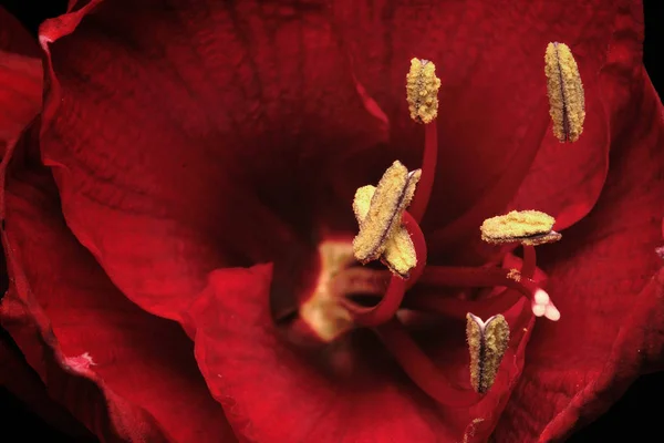 アマリリスの花びらや植物 — ストック写真