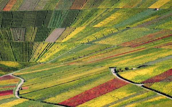 Den Lilla Vinarenan — Stockfoto