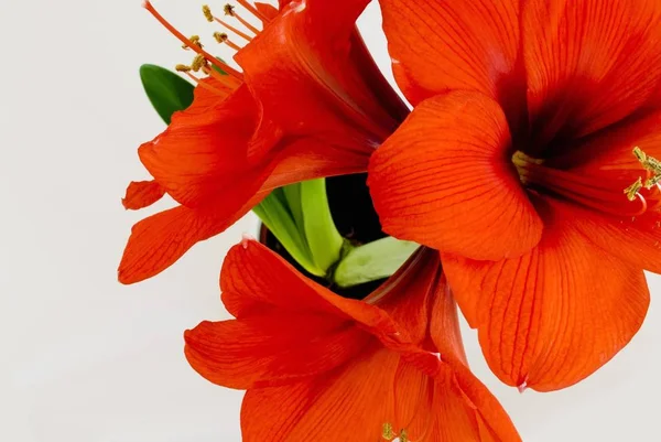 Лепестки Амариллиса Цветок Флоры — стоковое фото