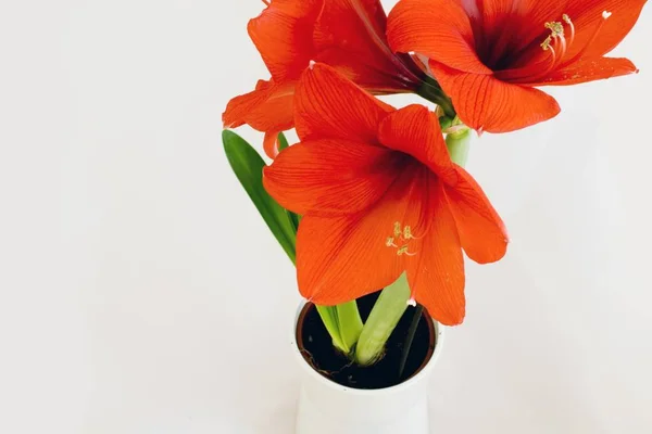 Amaryllis Pétales Fleurs Floraison Florale — Photo