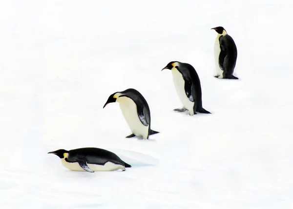 Naturskøn Udsigt Søde Pingvin Fugle Naturen - Stock-foto