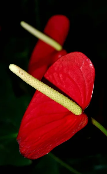Ανθούριο Τροπικό Λουλούδι Χλωρίδα — Φωτογραφία Αρχείου