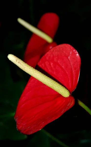 Anthurium Flor Tropical Flora —  Fotos de Stock