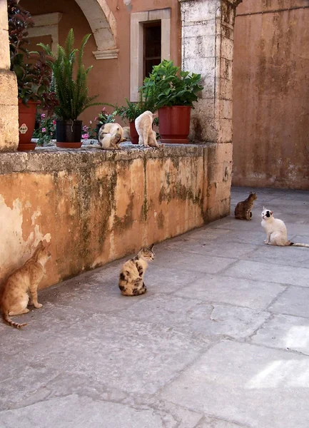 Monastery Cats Selective Focus — Stock Photo, Image