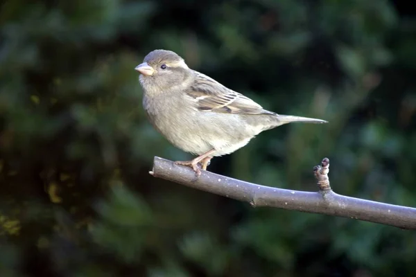 Vue Panoramique Mignon Oiseau Moineau — Photo