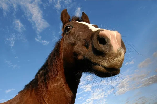 Americano Quarto Cavalo Capturado Com Extrema Grande Angular — Fotografia de Stock