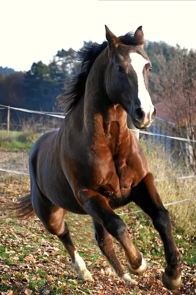 Dann Wurde Ich Fast Von Lauwarmer Inbrunst Überwältigt — Stockfoto