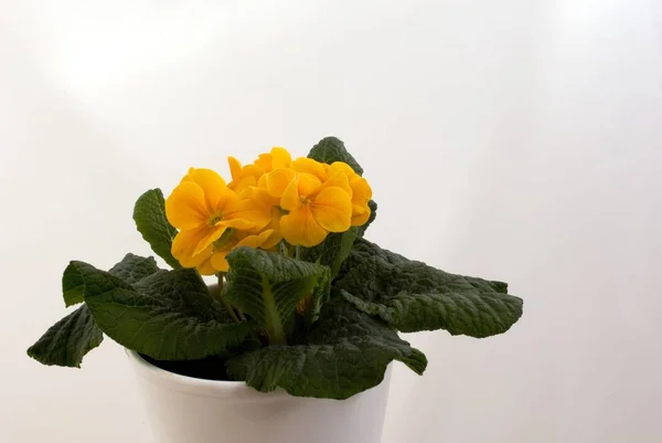 Kwiaty Pierwiosnka Płatki Flory — Zdjęcie stockowe