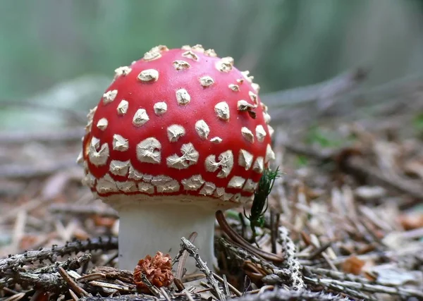 Κοντινή Άποψη Της Μύγας Agaric Στο Δάσος — Φωτογραφία Αρχείου