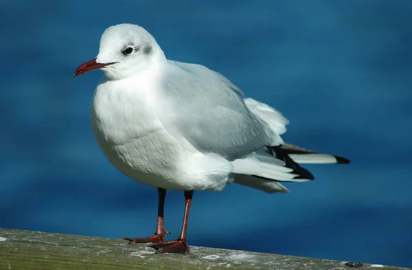 Vacker Utsikt Över Vackra Måsfåglar Naturen — Stockfoto