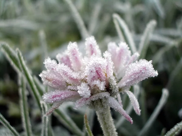 Frostmönster Kall Vinter — Stockfoto