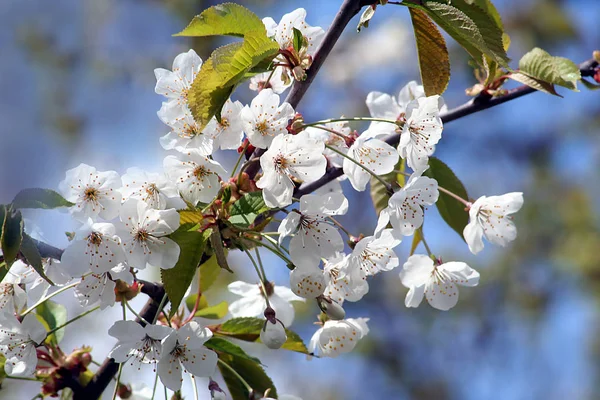 Frühlingsblüte Blumen Auf Baum Kirschblüte — Stockfoto