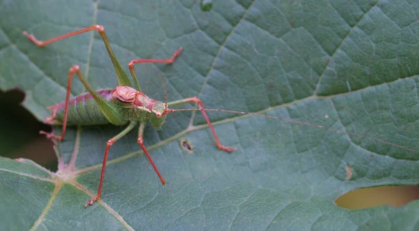 Sprinkhaneninsect Ongewervelde Wants — Stockfoto