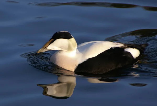 Oiseau Baignade Concept Sauvagerie — Photo