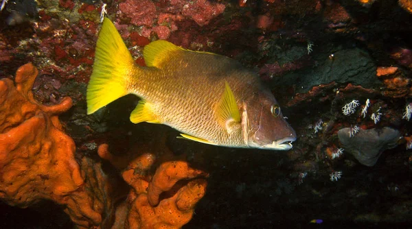 Zapisane Eustatius Karaiby Średnie Dużych Ryb Dużą Skalą Zębami Żywią — Zdjęcie stockowe