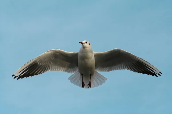 Vue Panoramique Bel Oiseau Nature — Photo