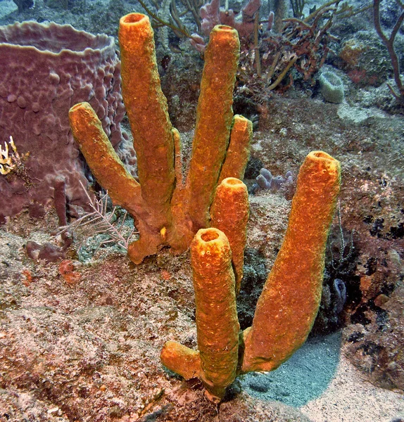 Gravado Eustatius Caribbean Tubos Coloridos Cerca Comprimento Vezes Ramificada Viver — Fotografia de Stock