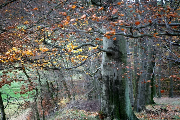 Prachtig Uitzicht Natuur — Stockfoto