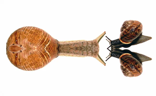 Skorupa Spirali Mięczak Ślimakowy — Zdjęcie stockowe