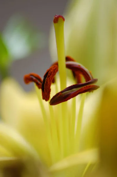 Vue Rapprochée Belle Fleur Lys — Photo