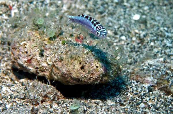 Karayip Denizi Curacao Abc Adalarındaki Willemstad — Stok fotoğraf