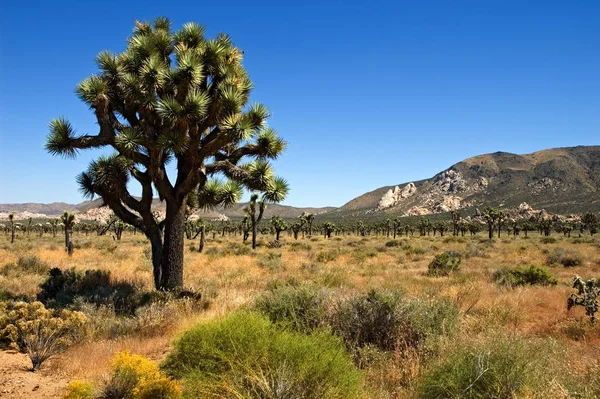Εθνικό Πάρκο Joshua Δέντρο Έρημος — Φωτογραφία Αρχείου