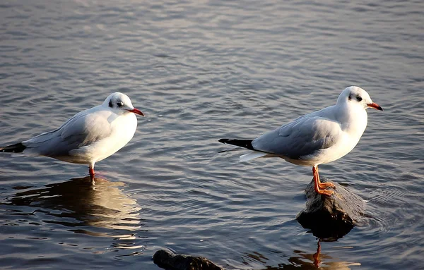 Malerischer Blick Auf Schöne Möwenvögel Der Natur — Stockfoto