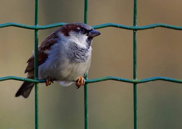 Schilderachtig Uitzicht Prachtige Vogel Natuur — Stockfoto