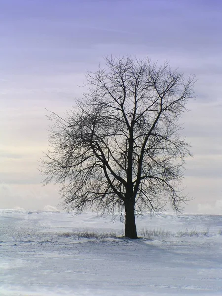 Oude Boom Sneeuw — Stockfoto