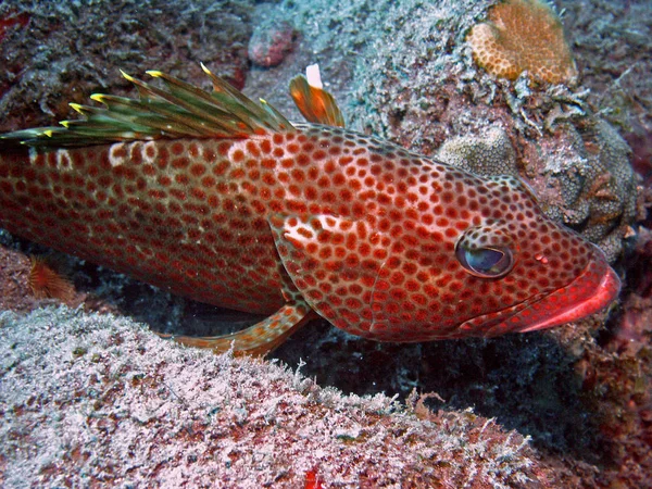 Recorded Eustatius Caribbean Family Grouper Ranges Small Only 5Cm Small — Stock Photo, Image