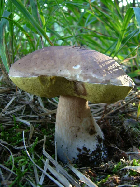 Paddenstoelen Schimmelflora Plantkunde — Stockfoto