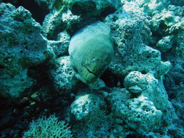 Moray Fish Węgorz Morski Wodach Głębinowych — Zdjęcie stockowe