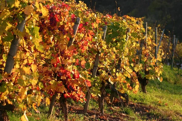 Uva Que Crece Viñedo — Foto de Stock