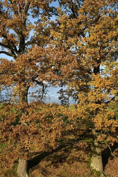 Nähte Herbstkleid — Stockfoto