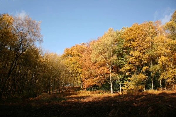 Herbst Wald Herbstzeit Blätter — Stockfoto