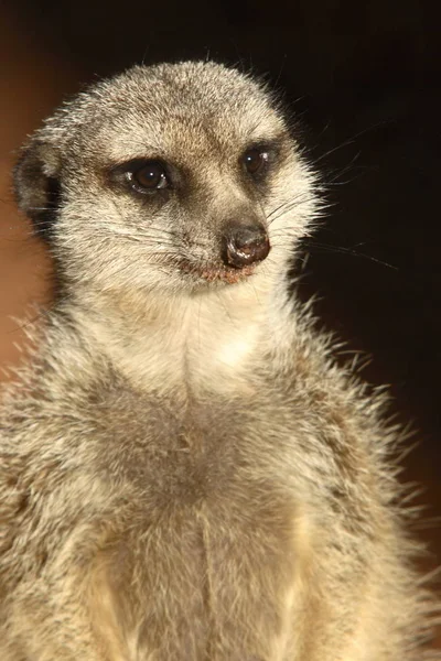 Άγρια Ζώα Του Meerkat Suricata Suricatta — Φωτογραφία Αρχείου