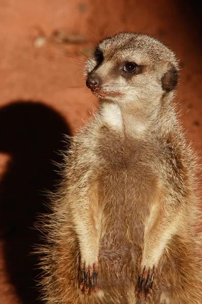 Niedliche Erdmännchen Suricatta — Stockfoto