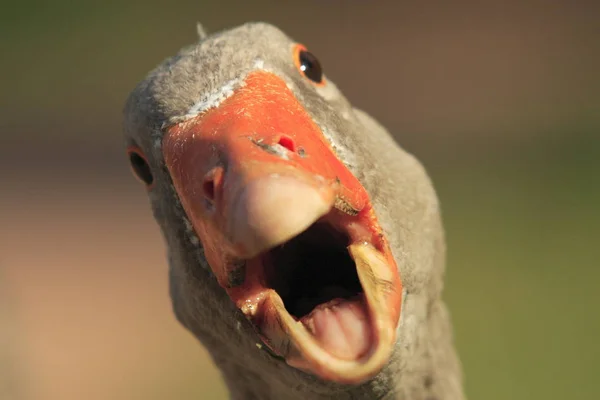 Malebný Záběr Ptáka Venkovní Scéně — Stock fotografie