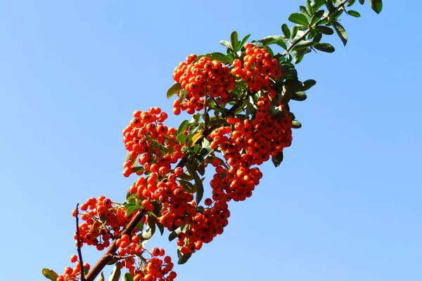 Serbal Rojo Una Rama — Foto de Stock