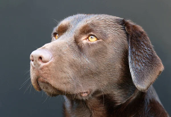 Labrador Récupérateur Animal Chien — Photo