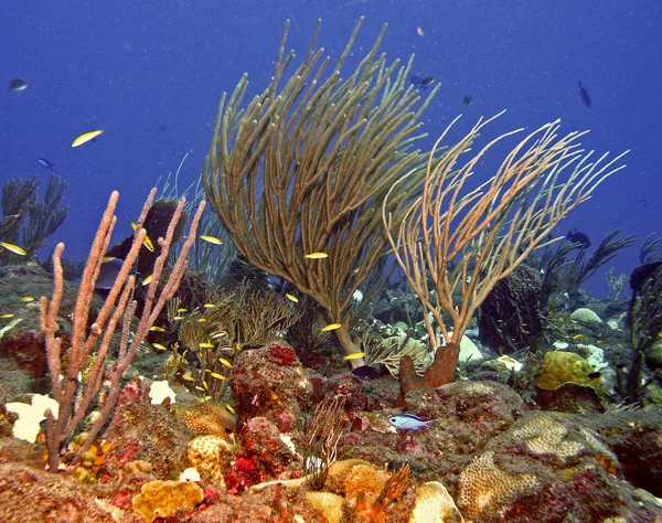 Registrato Saba Carabina Corallo Nella Corrente — Foto Stock