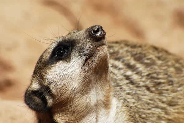 Suricata Suricatta Animaux Sauvages Suricata Suricatta — Photo