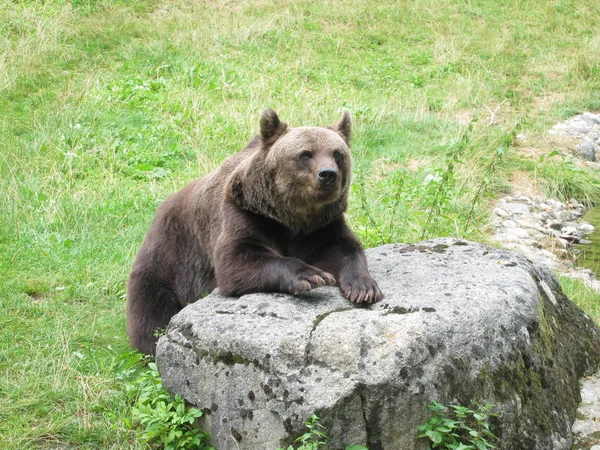 Fauna Brown Bear Wildlife — 스톡 사진