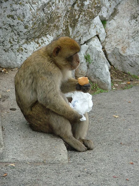 Guardião Gibraltar — Fotografia de Stock