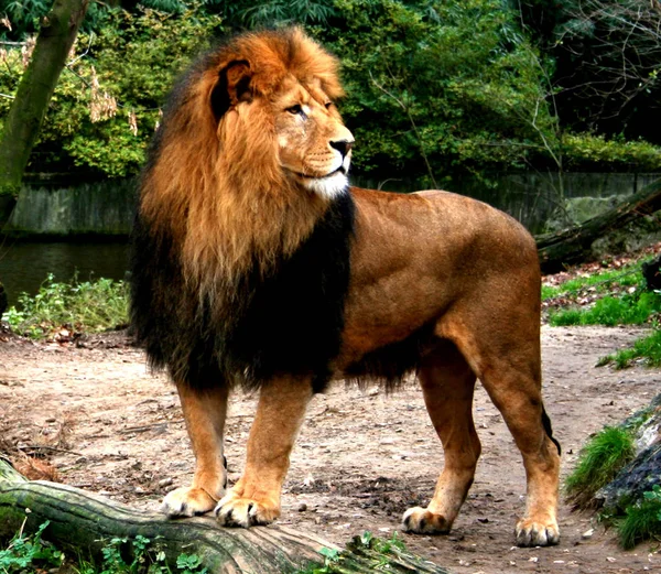 Encerramento Animais Jardim Zoológico — Fotografia de Stock