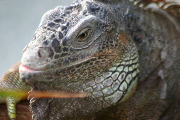 Lucertola Iguana Predatore Animale — Foto Stock