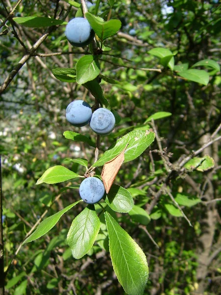 Beeren Nahaufnahme Gesundes Ernährungskonzept — Stockfoto