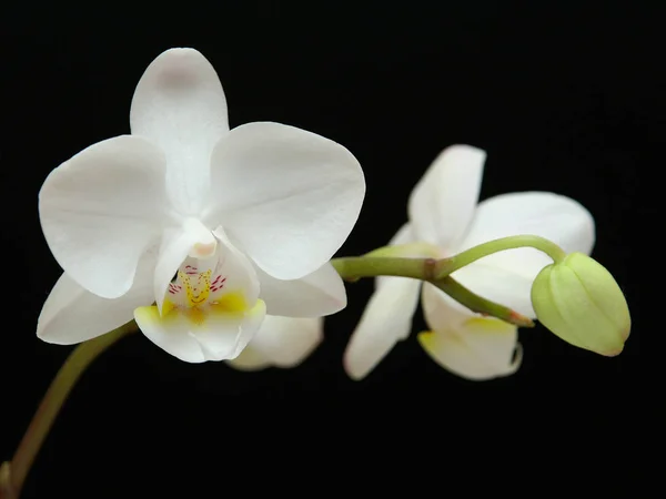 Schöne Orchideenblütenpflanze Flora Blütenblätter — Stockfoto