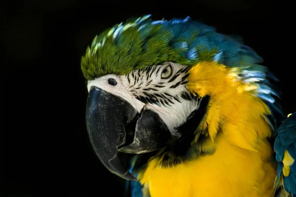 Vue Panoramique Bel Oiseau Perroquet — Photo